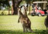 Coober Pedy Opal Fields Golf Club are social Super Sharers